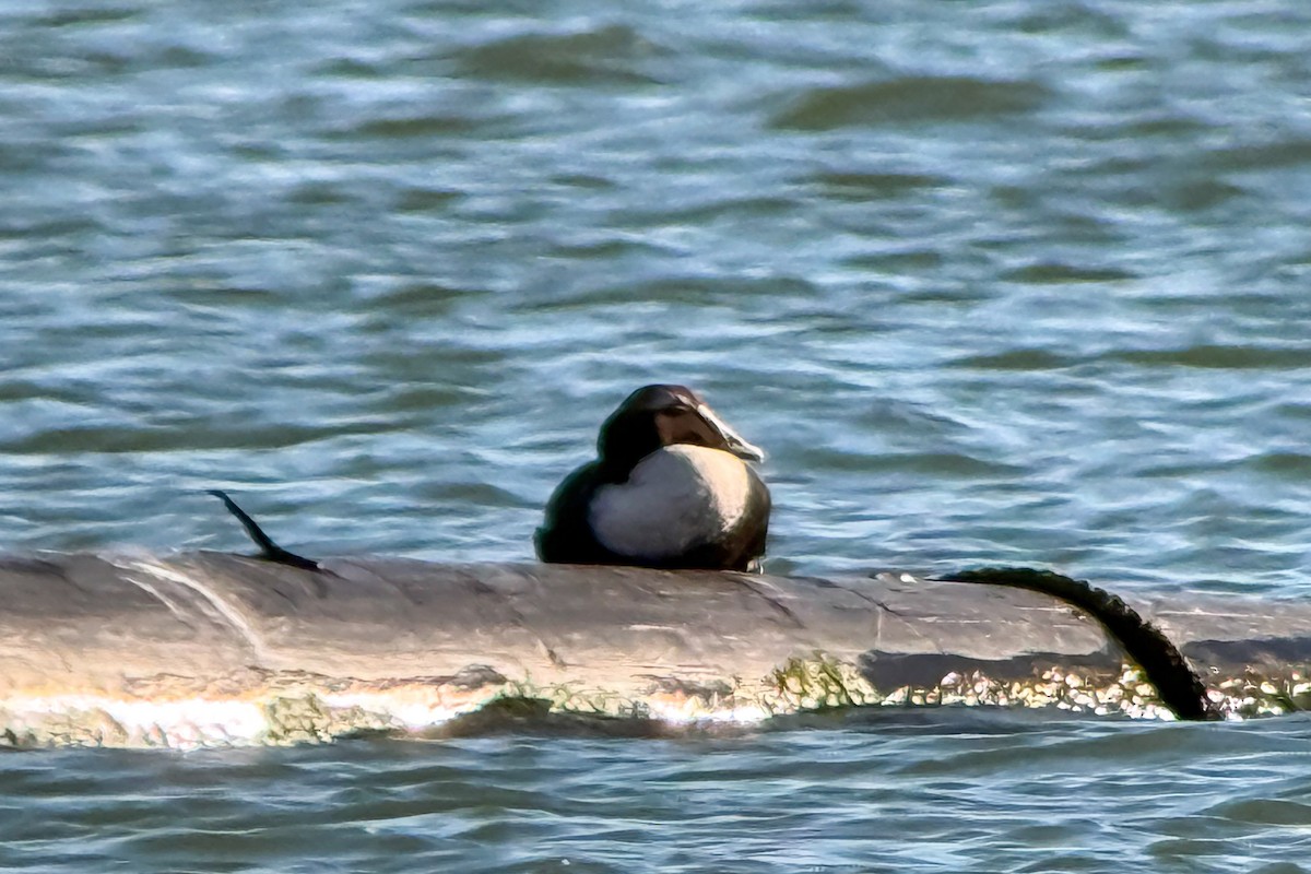 Common Eider (Dresser's) - ML646754254