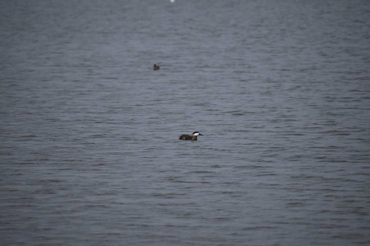 Ahate herdoiltsua - ML646754255