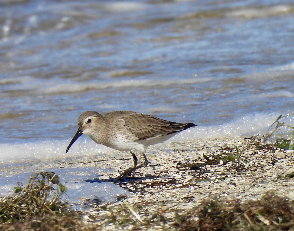 jespák obecný - ML646754256