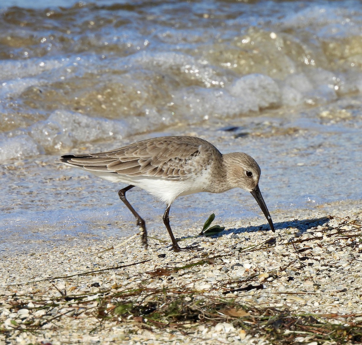 jespák obecný - ML646754257