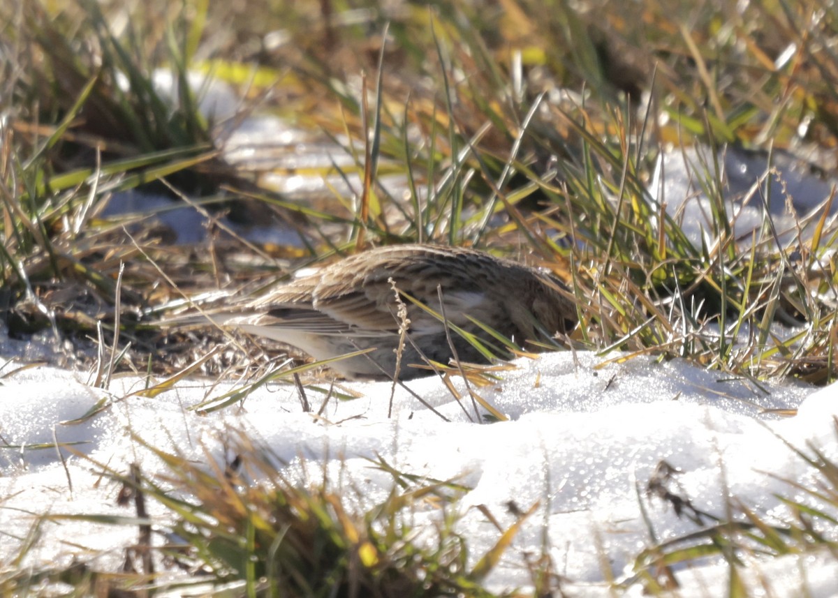 Chestnut-collared Longspur - ML646754258