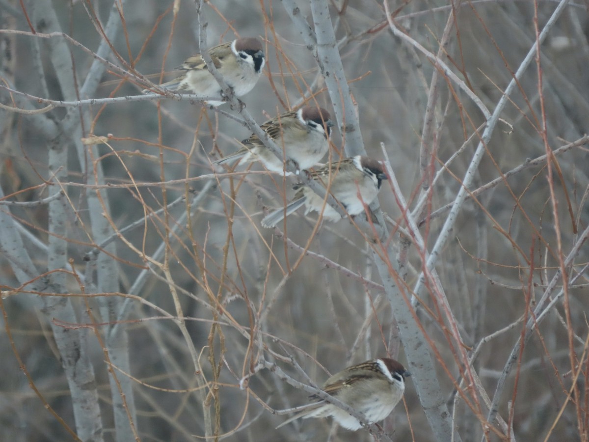 Gorrión Molinero - ML646754259