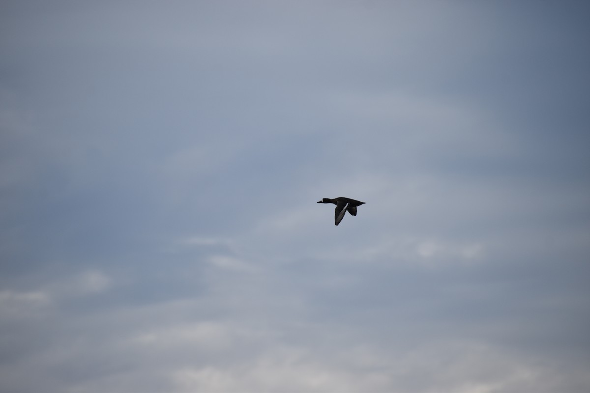 Murgilari txikia - ML646754268