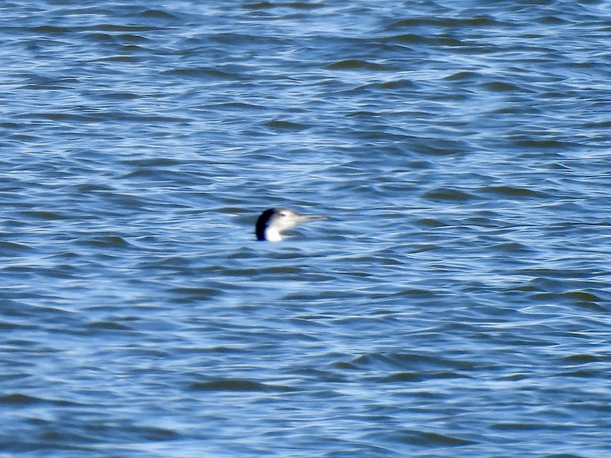 potáplice lední - ML646754269