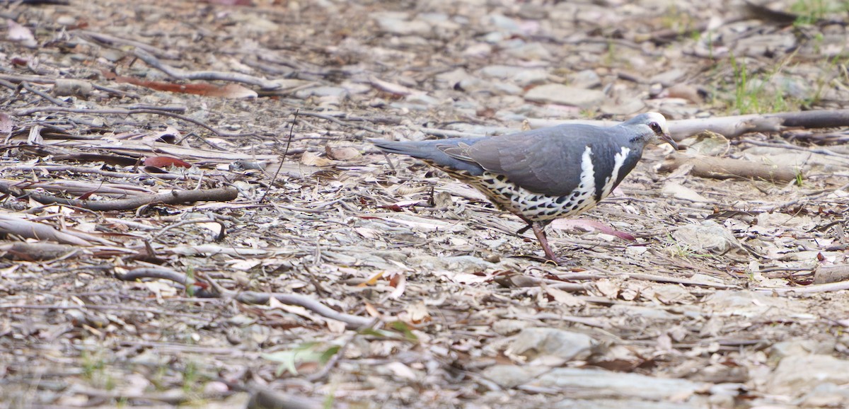 Wonga Pigeon - ML646754270