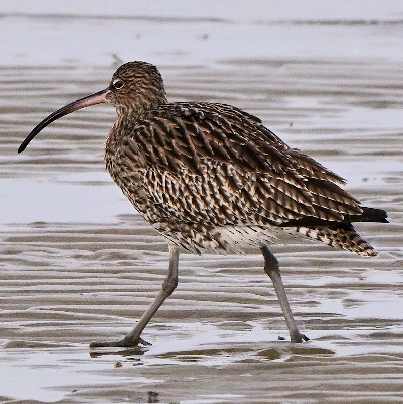 Eurasian Curlew - ML646754271