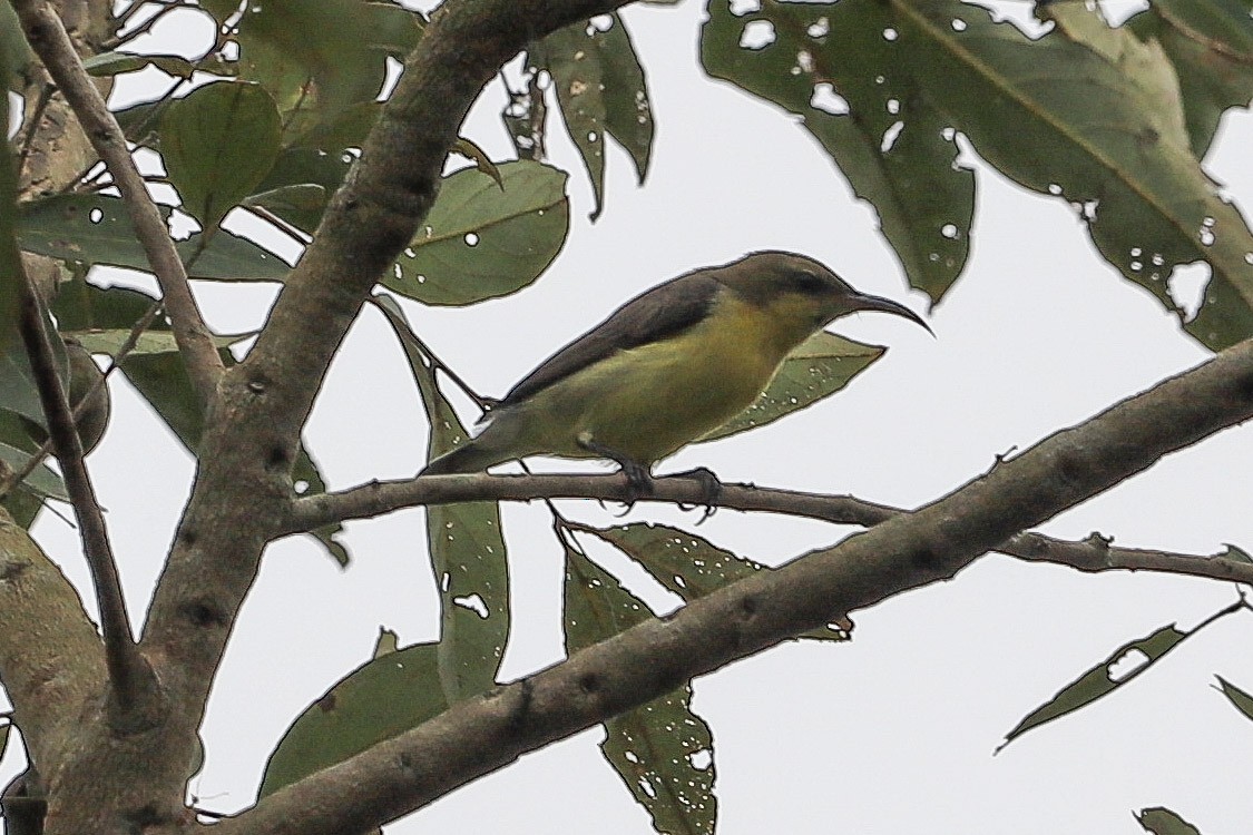 Purple Sunbird - ML646754272