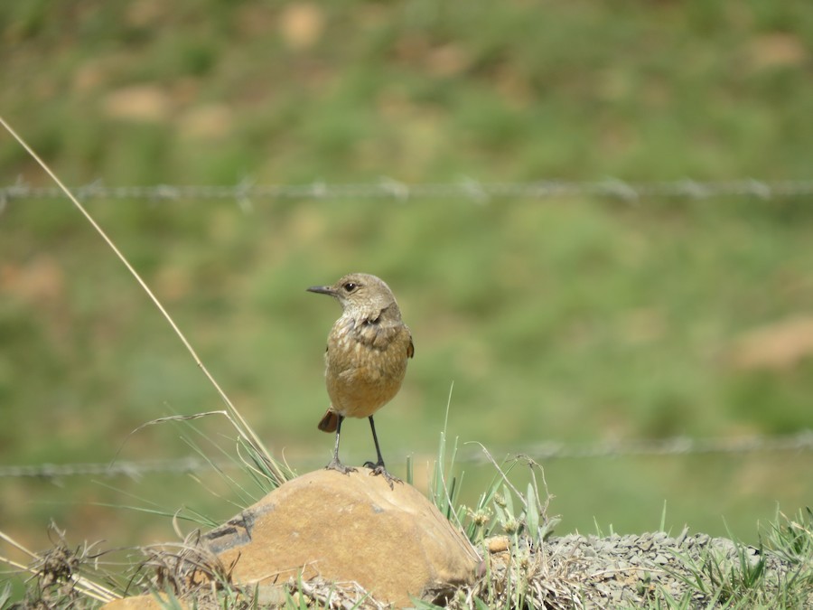 コシアカイソヒヨ - ML646754276