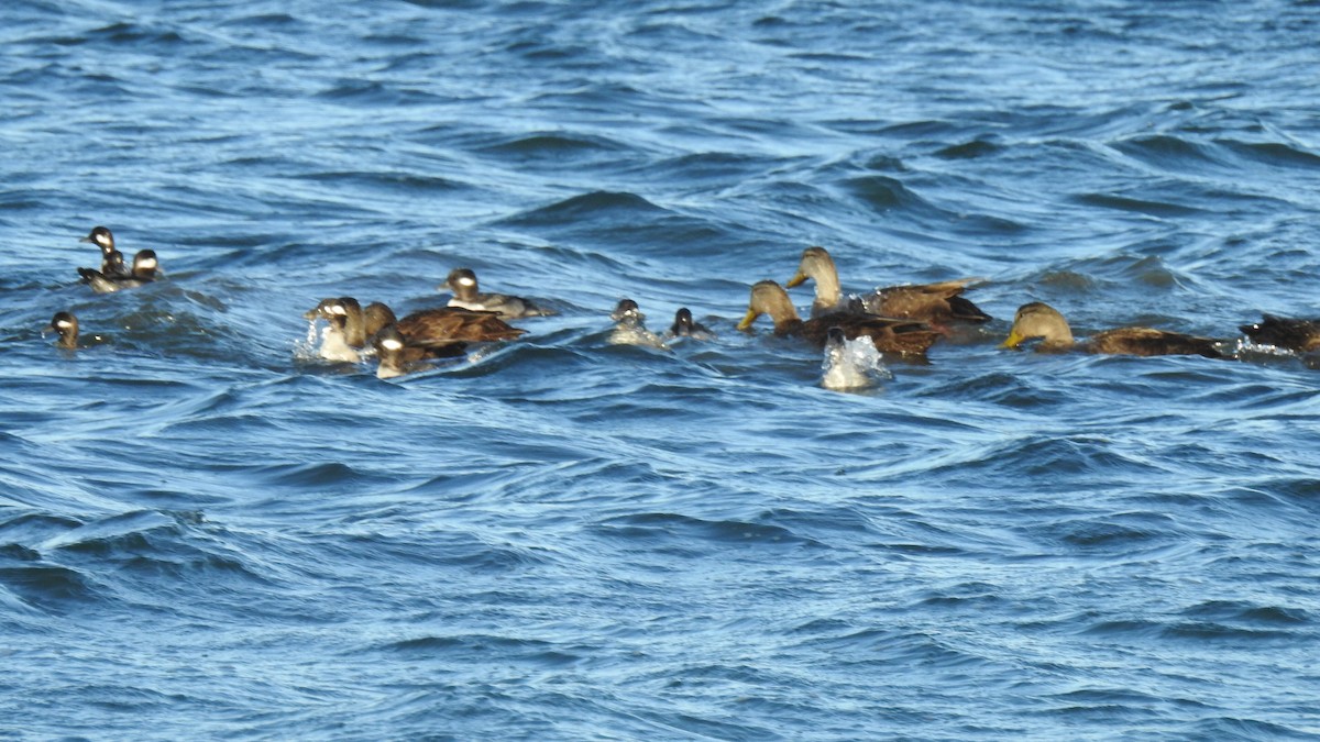 American Black Duck - ML646754277