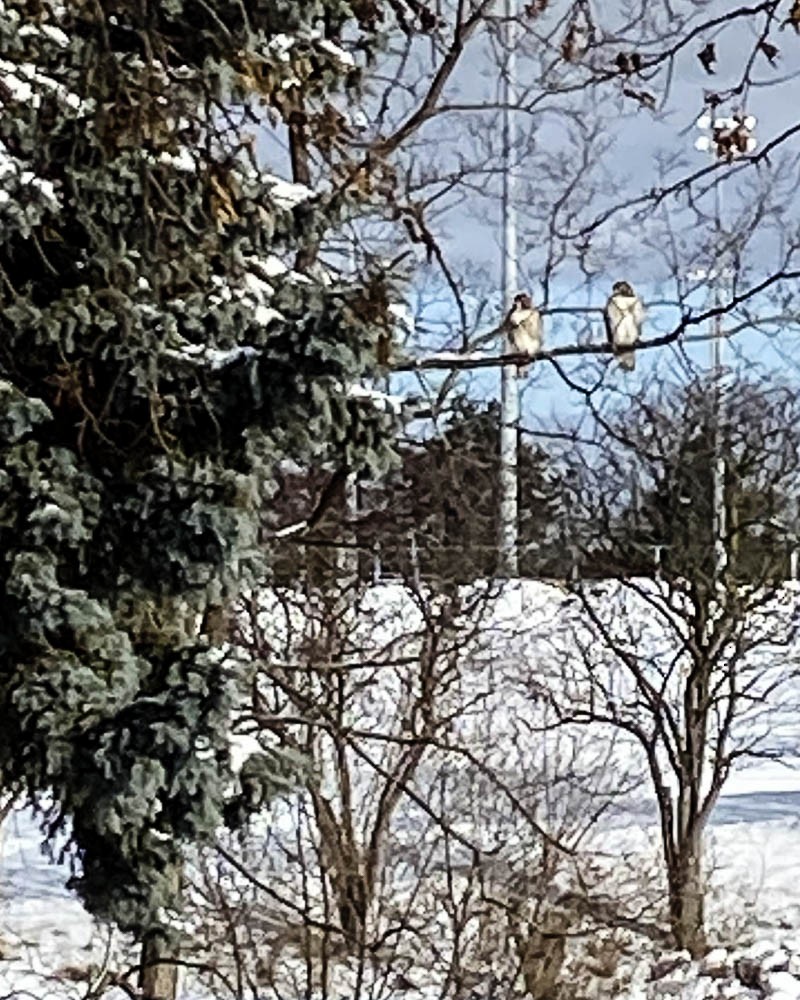 Poiana codarossa - ML646754278