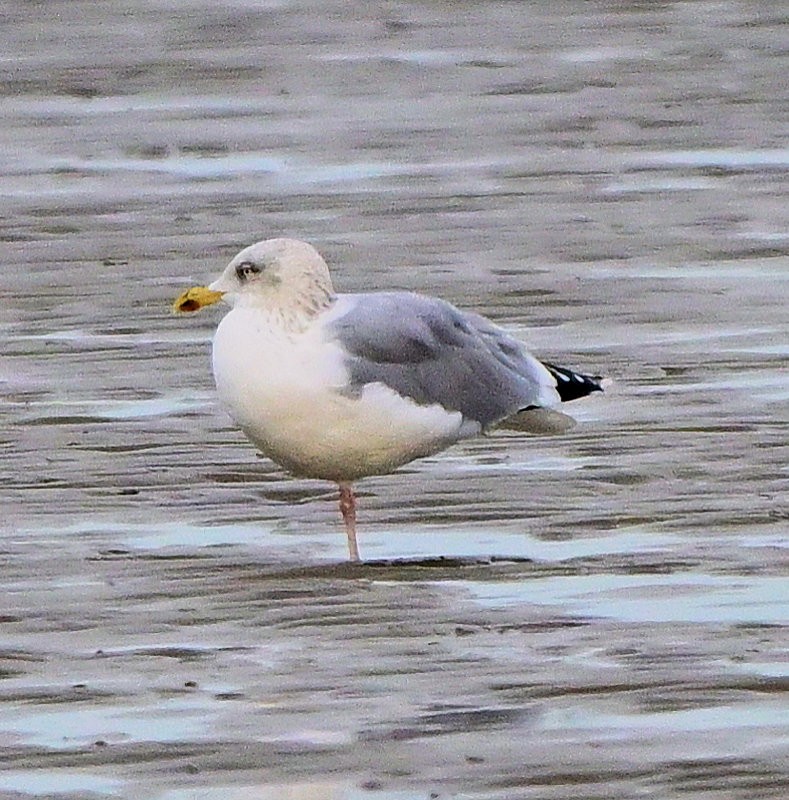 European Herring Gull - ML646754281