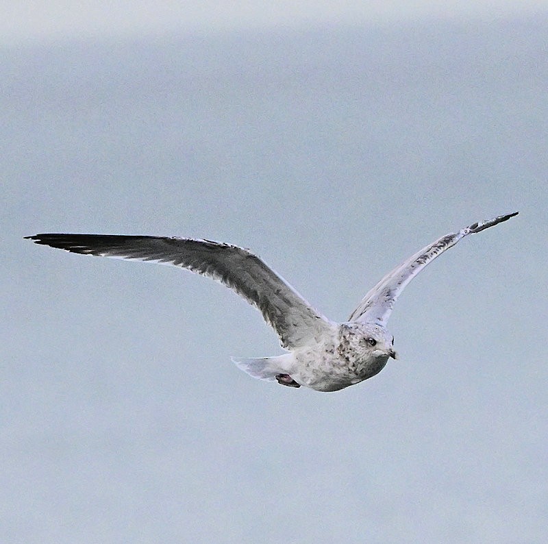 European Herring Gull - ML646754282