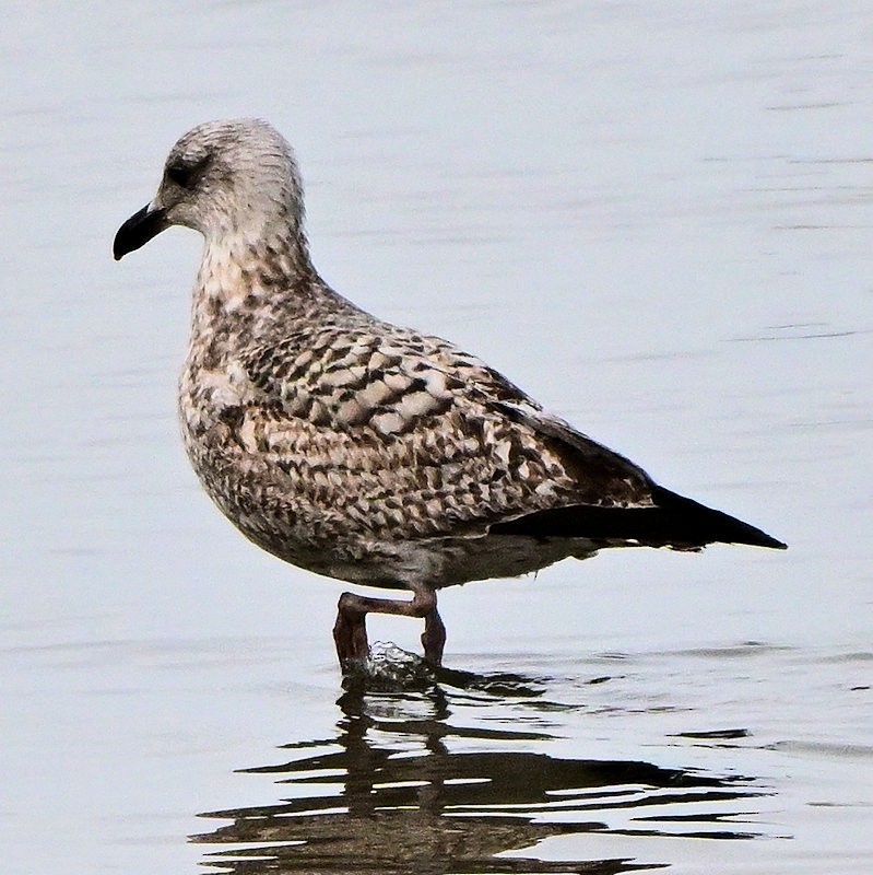 European Herring Gull - ML646754283