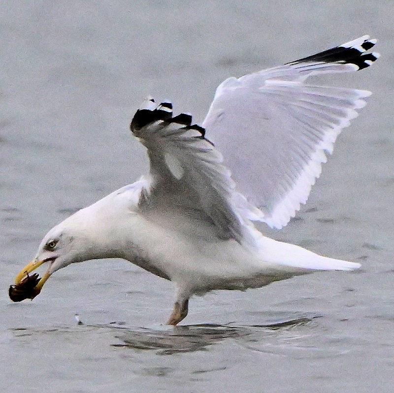 European Herring Gull - ML646754284