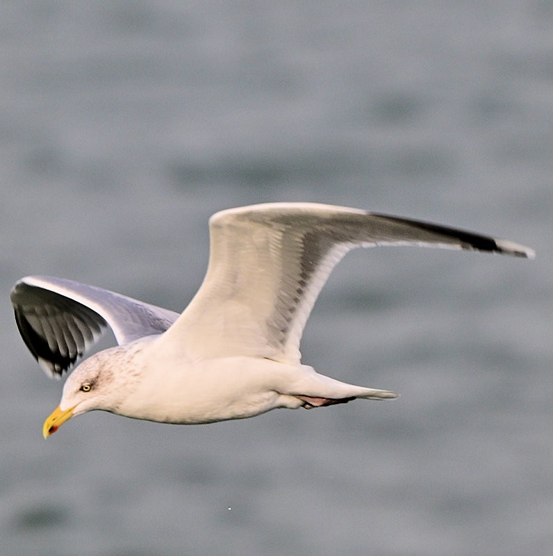 European Herring Gull - ML646754285