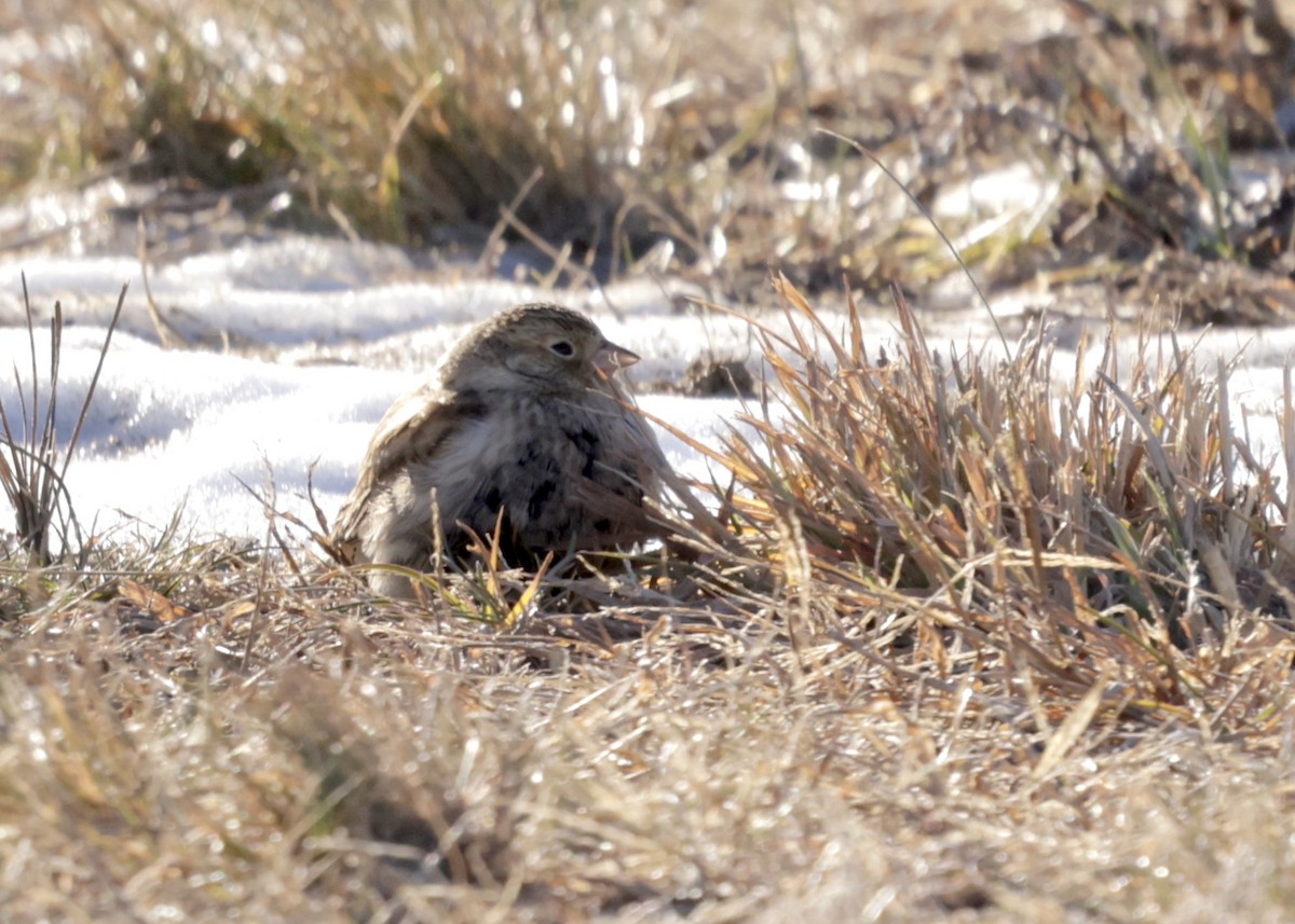 Chestnut-collared Longspur - ML646754298