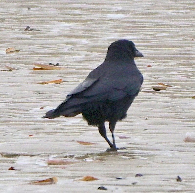 Carrion Crow - ML646754300