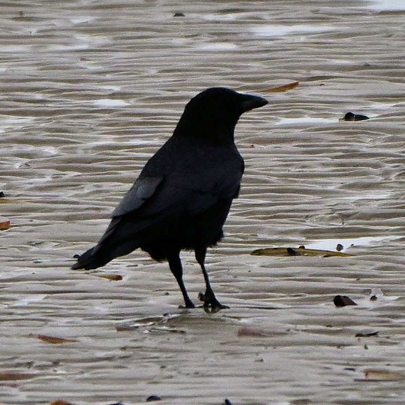 Carrion Crow - ML646754301