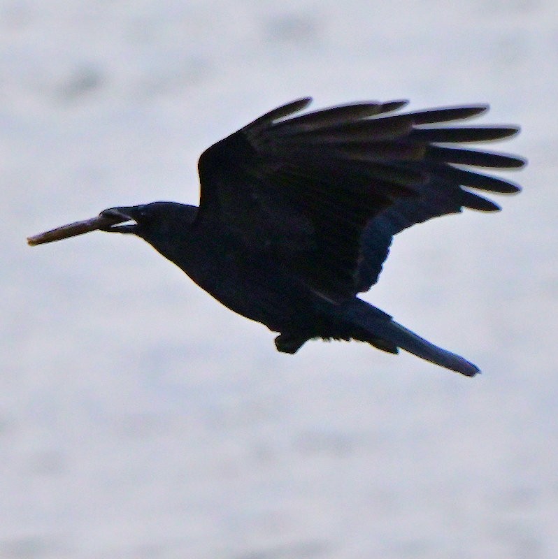 Carrion Crow - ML646754302