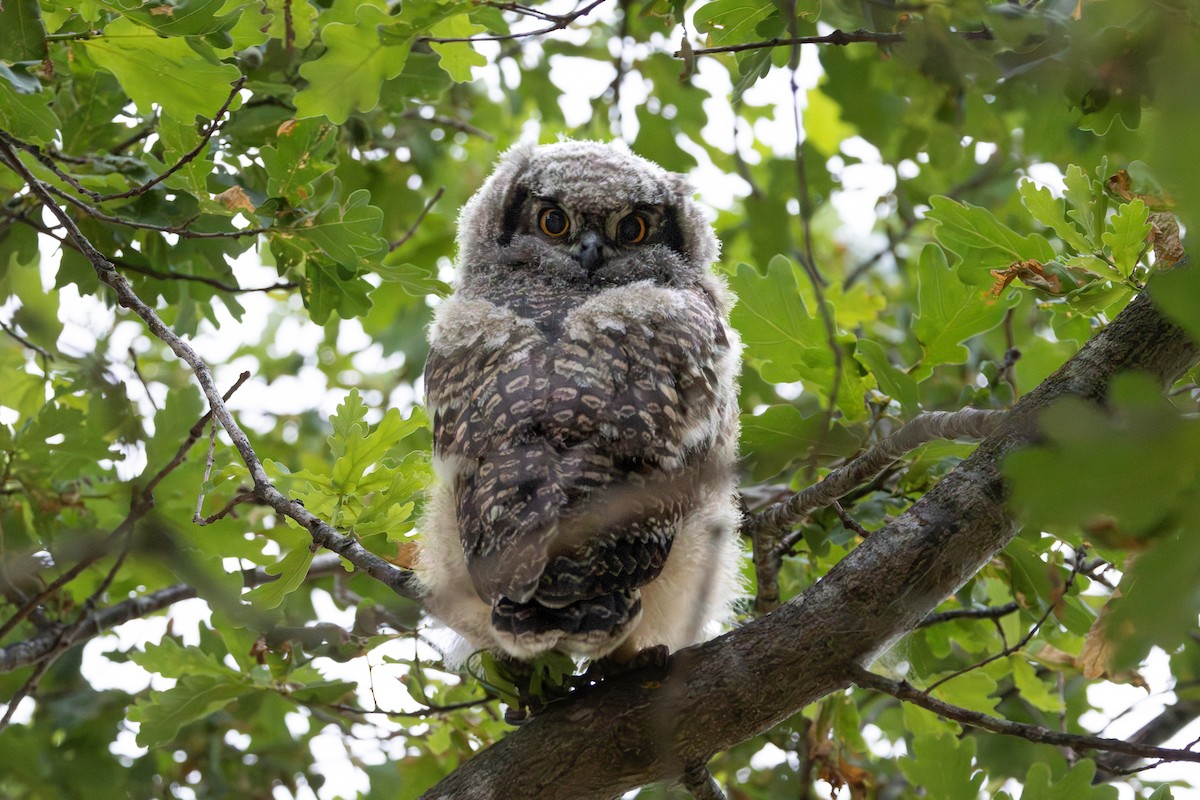 Spotted Eagle-Owl - ML646754304