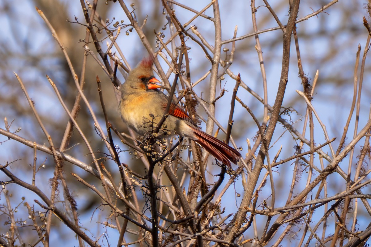 Rotkardinal - ML646754305