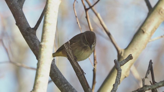 Palm Warbler - ML646754308