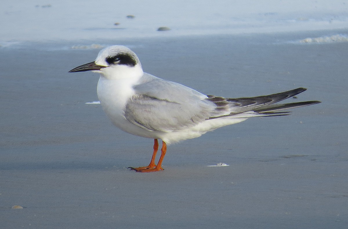 Forster's Tern - ML646754309