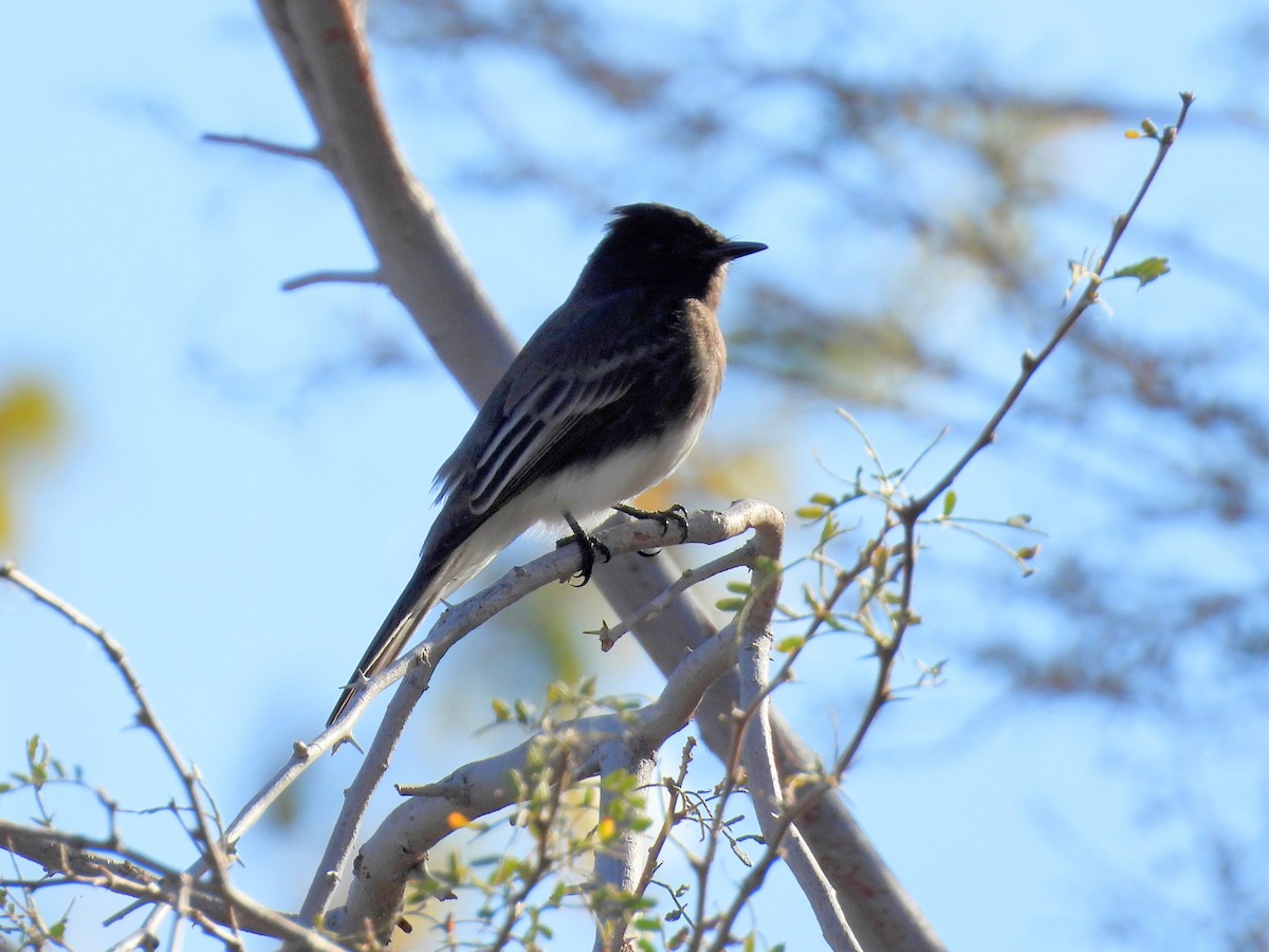 Black Phoebe - ML646754310