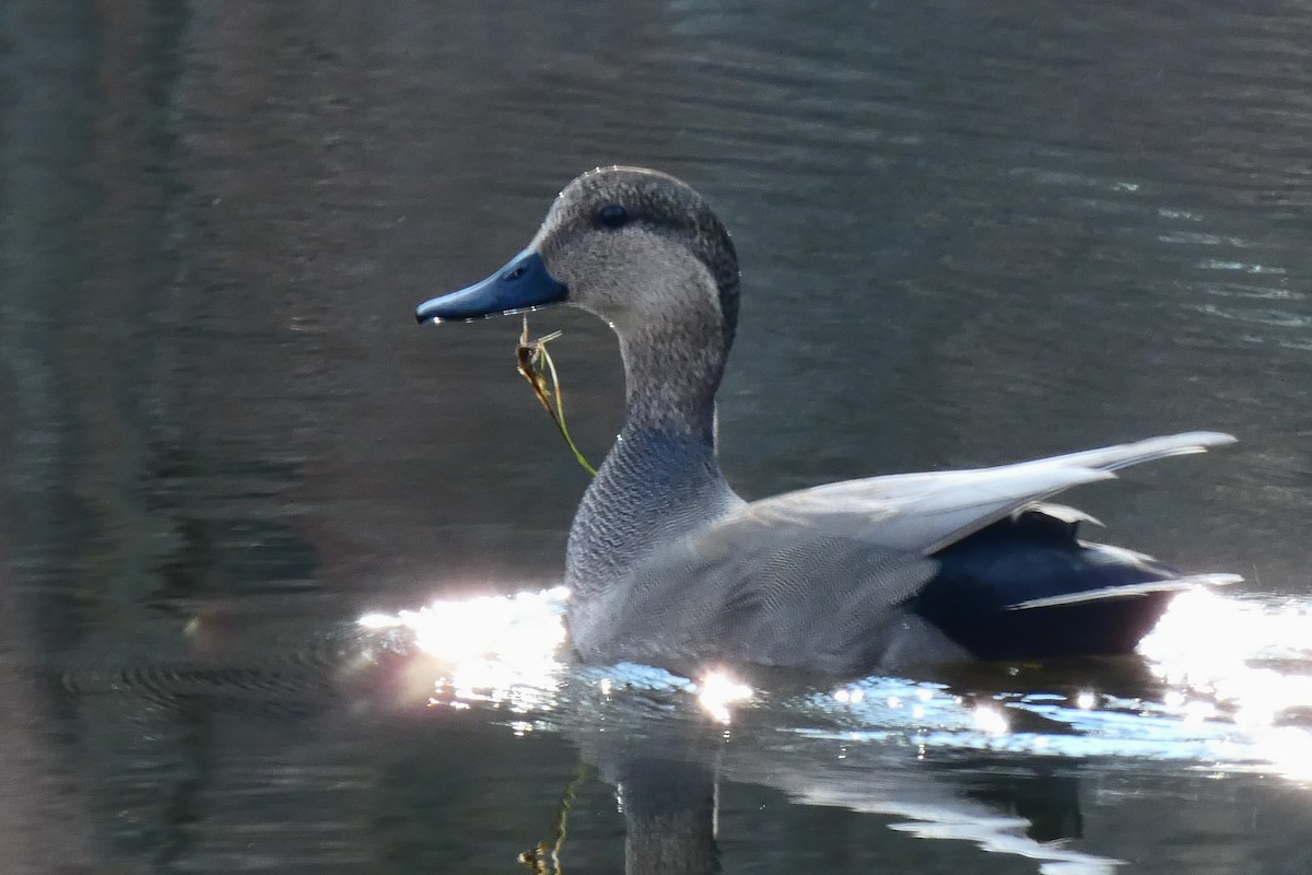 Boz Ördek - ML646754311