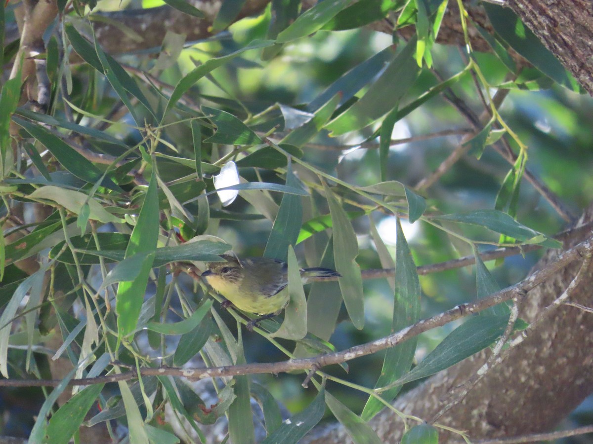 Yellow Thornbill - ML646754312