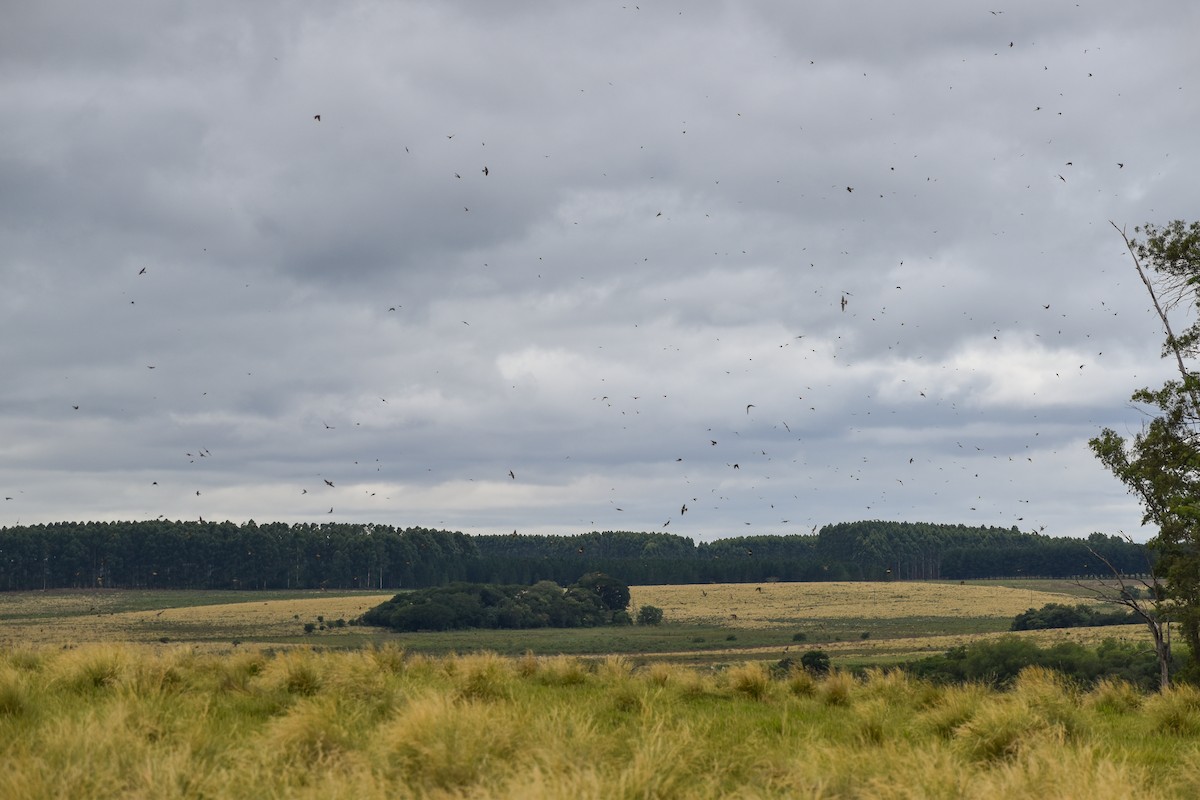 Golondrina Risquera - ML646754316