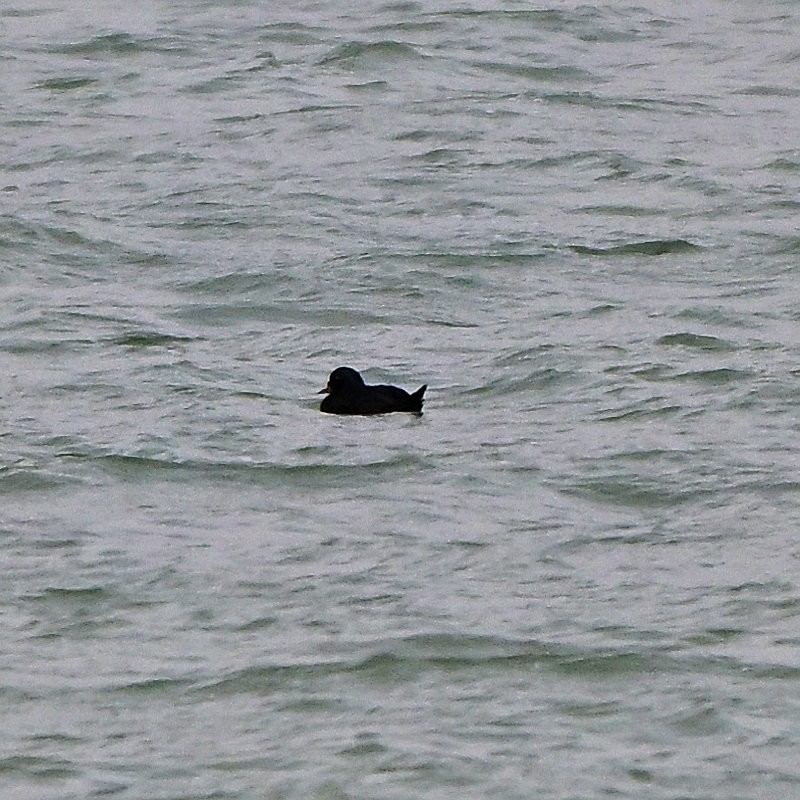 ヨーロッパクロガモ - ML646754318