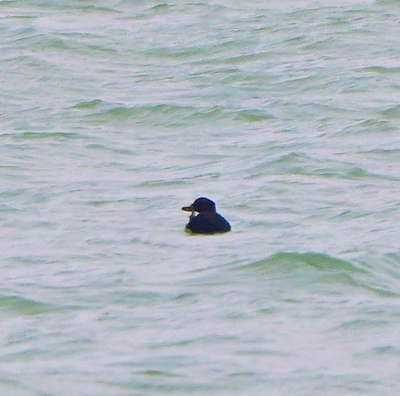 ヨーロッパクロガモ - ML646754319