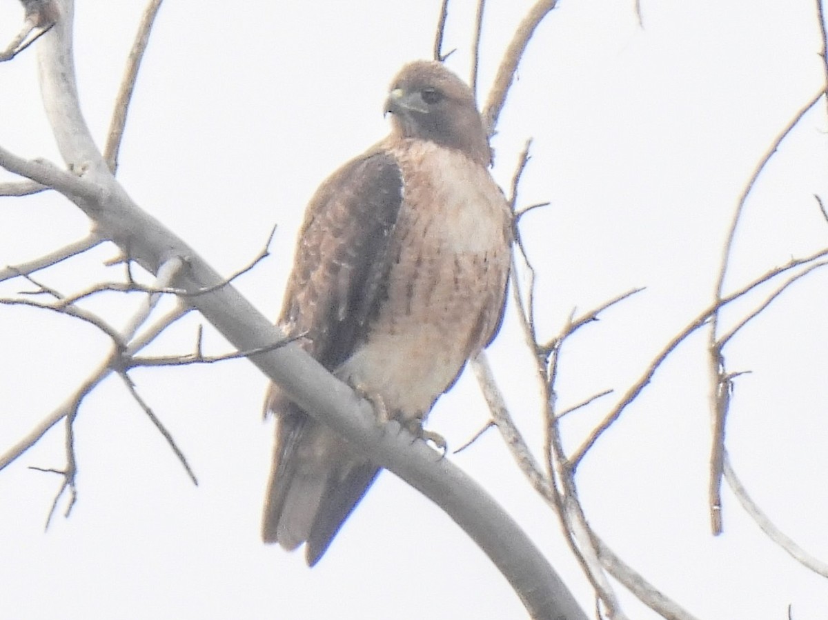 Zapelatz buztangorria - ML646754320