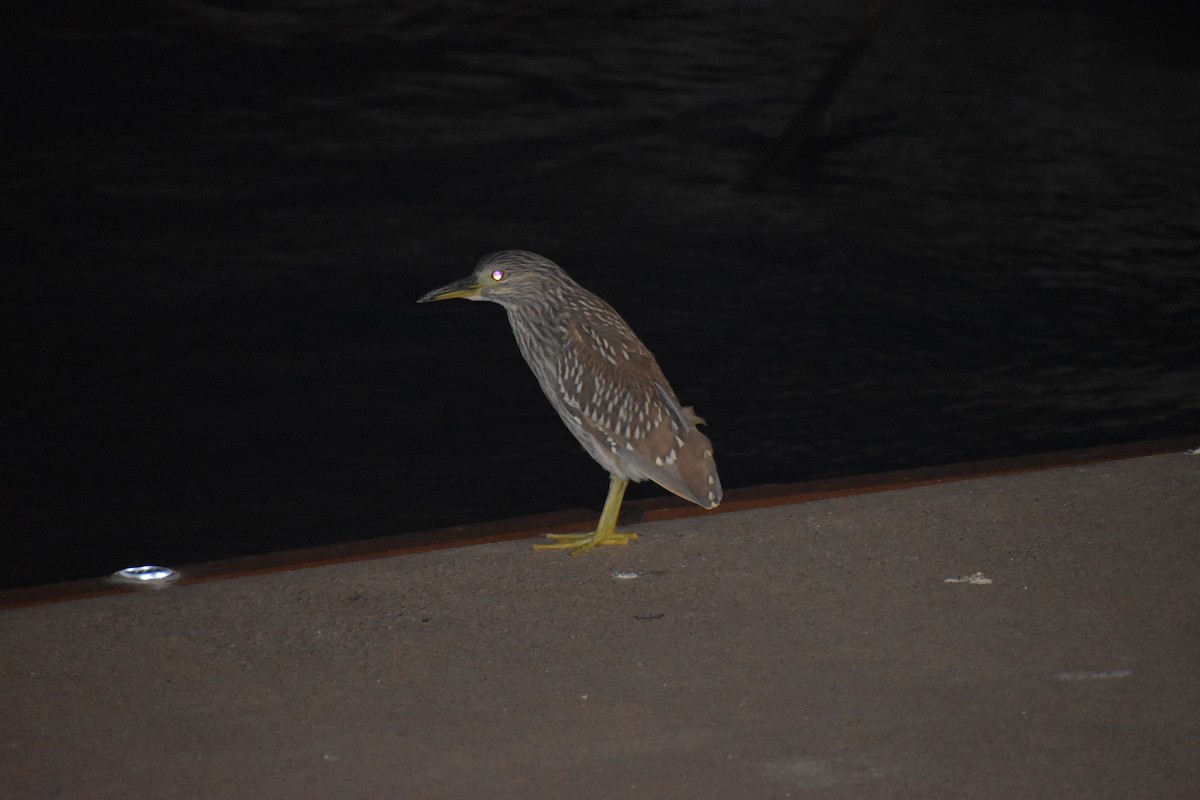 אנפת לילה - ML646754322