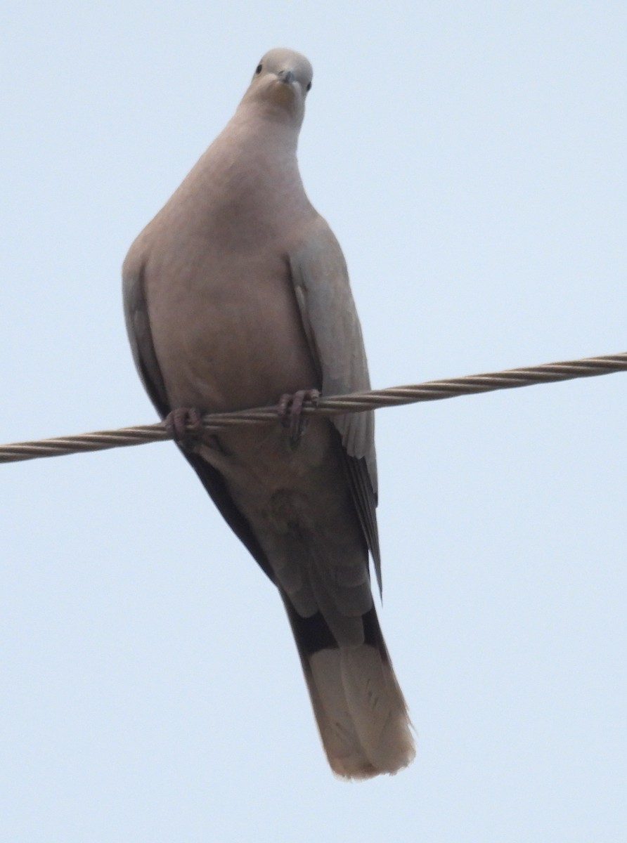 Tórtola Turca - ML646754325