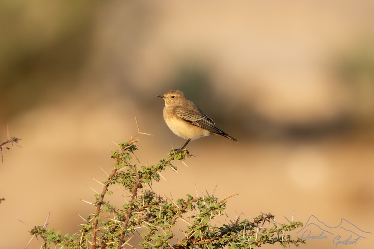 סלעית שיחים - ML646754326