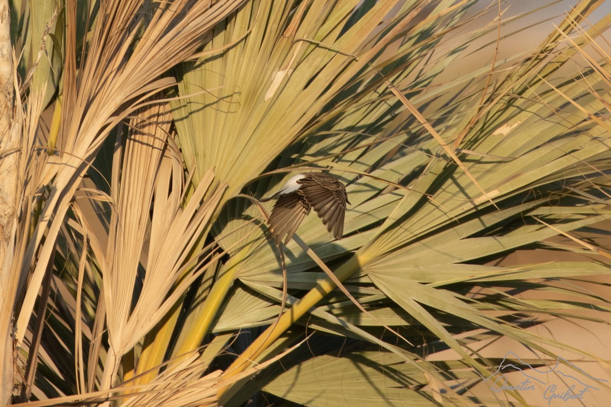 סלעית שיחים - ML646754327
