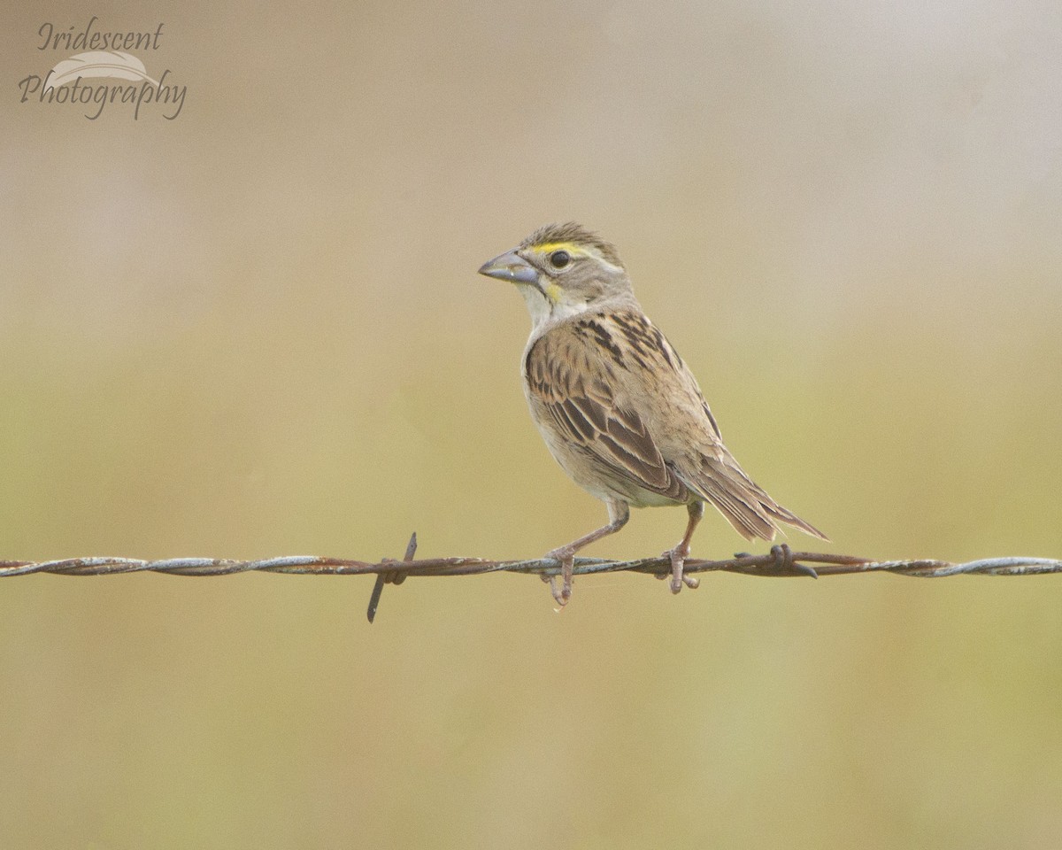 דיקסיסל - ML646754329