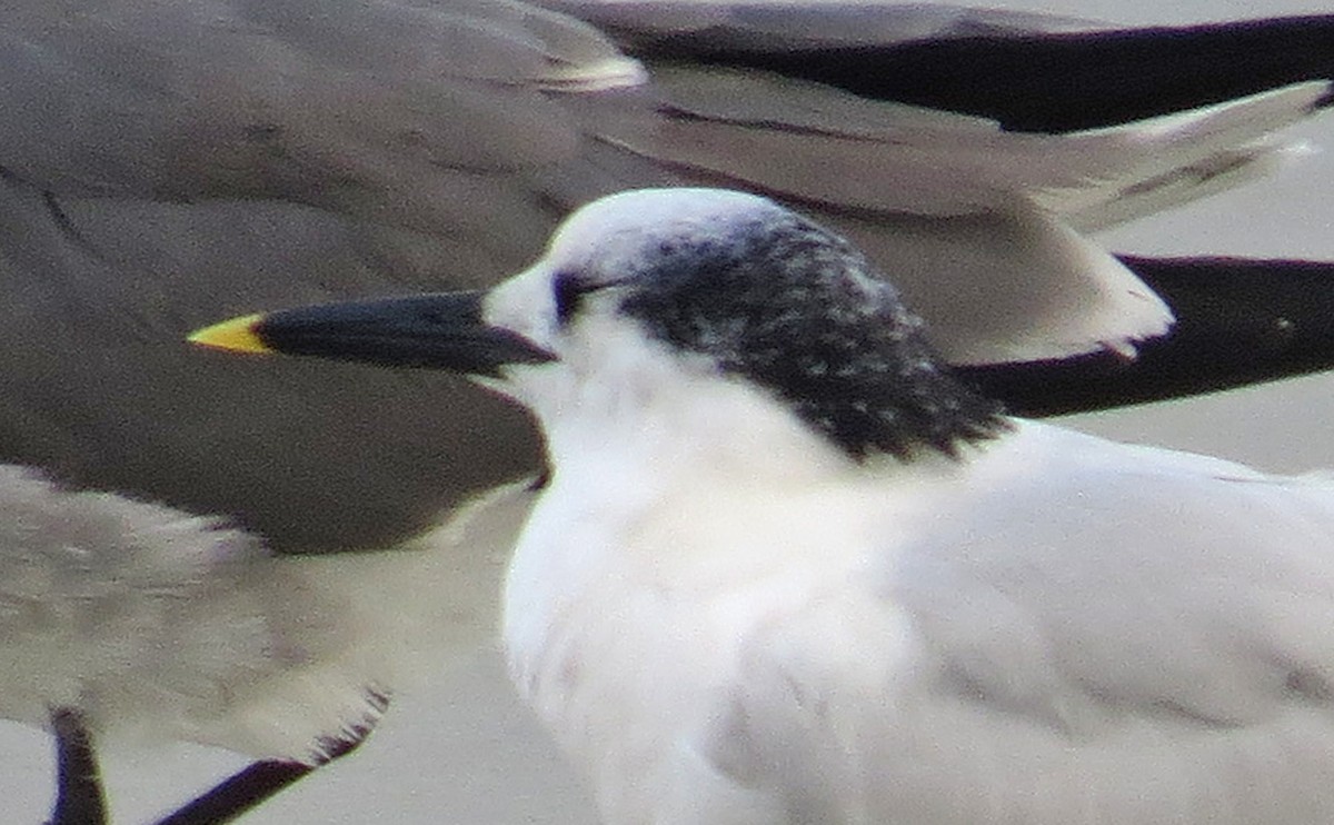 שחפית שחורת-מקור - ML646754330