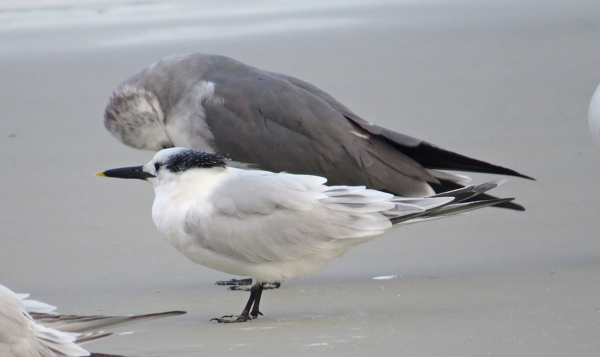 שחפית שחורת-מקור - ML646754331