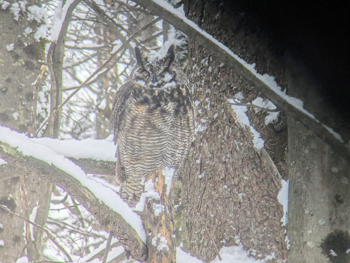 アメリカワシミミズク - ML646754332