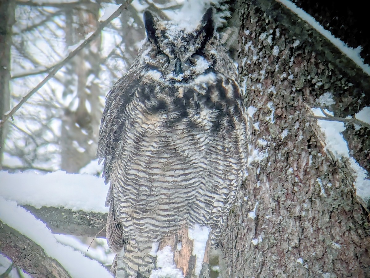 アメリカワシミミズク - ML646754333