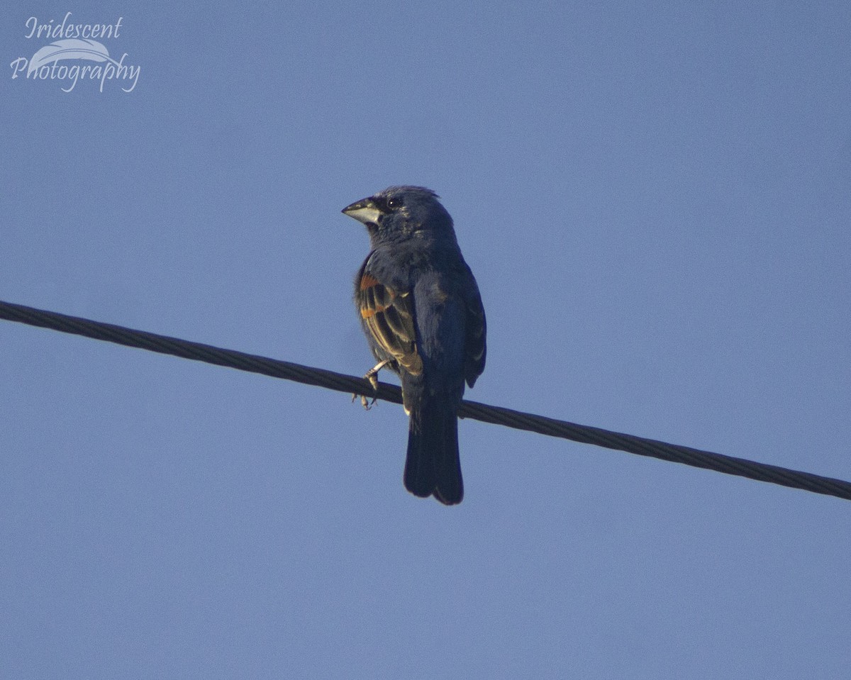 גבתאי כחול - ML646754336