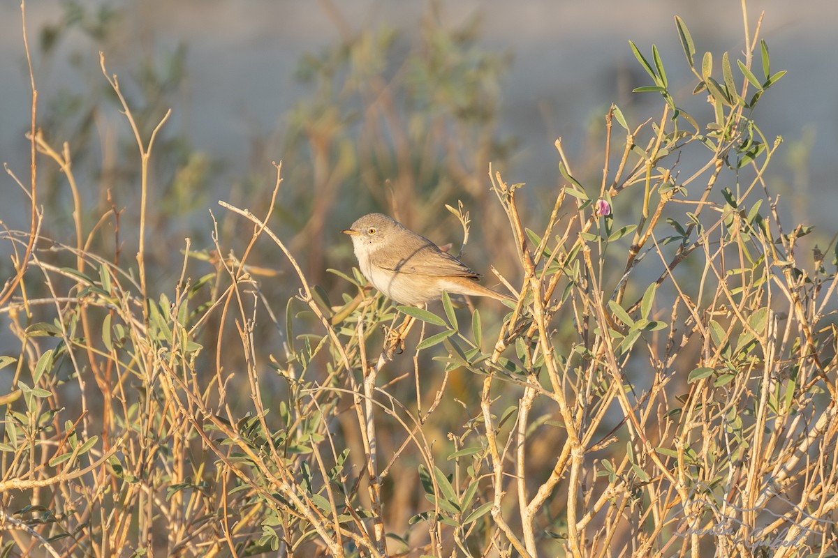 סבכי מדבר - ML646754337