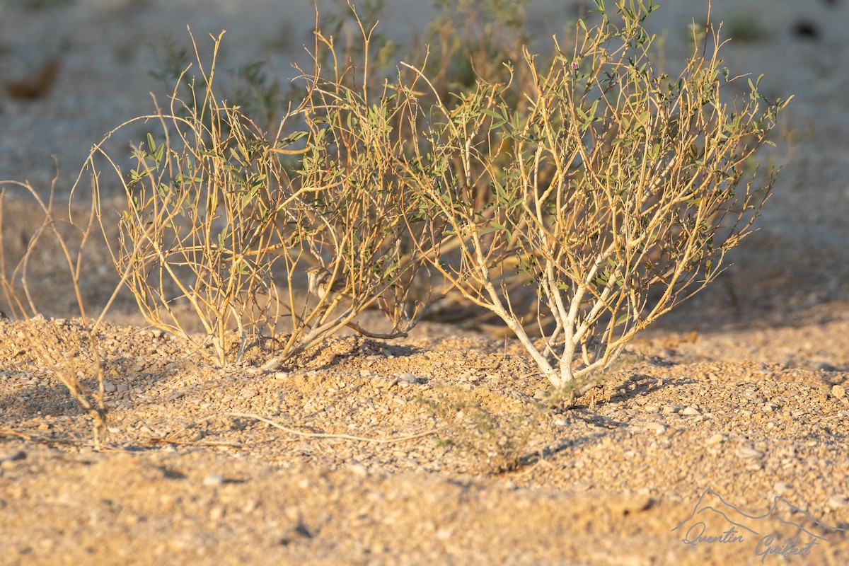 סבכי מדבר - ML646754338