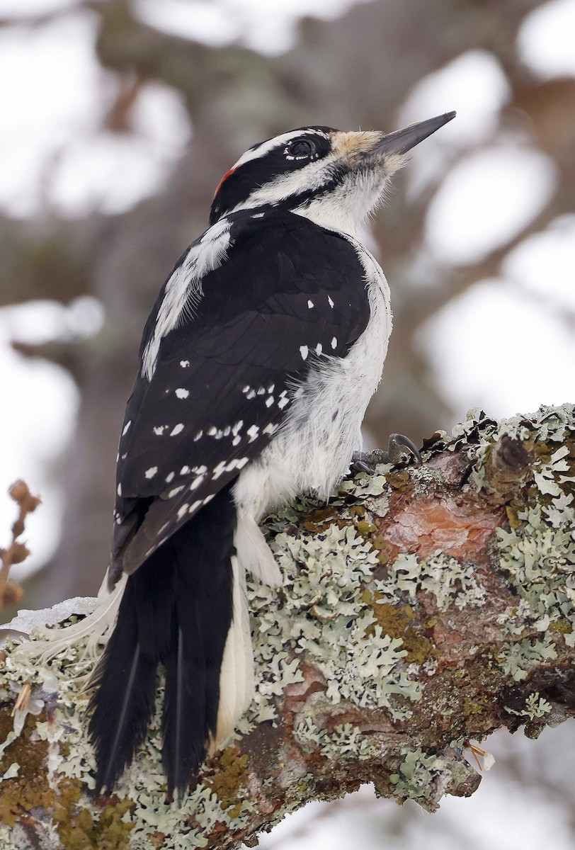 Hairy Woodpecker - ML646754339