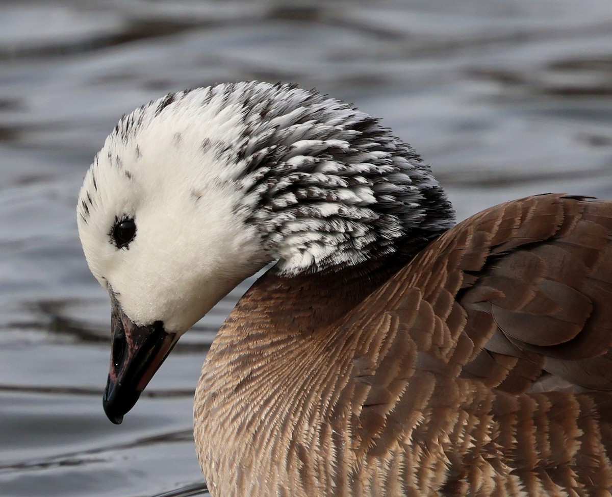 Snow/Ross's x Cackling/Canada Goose (hybrid) - ML646754342