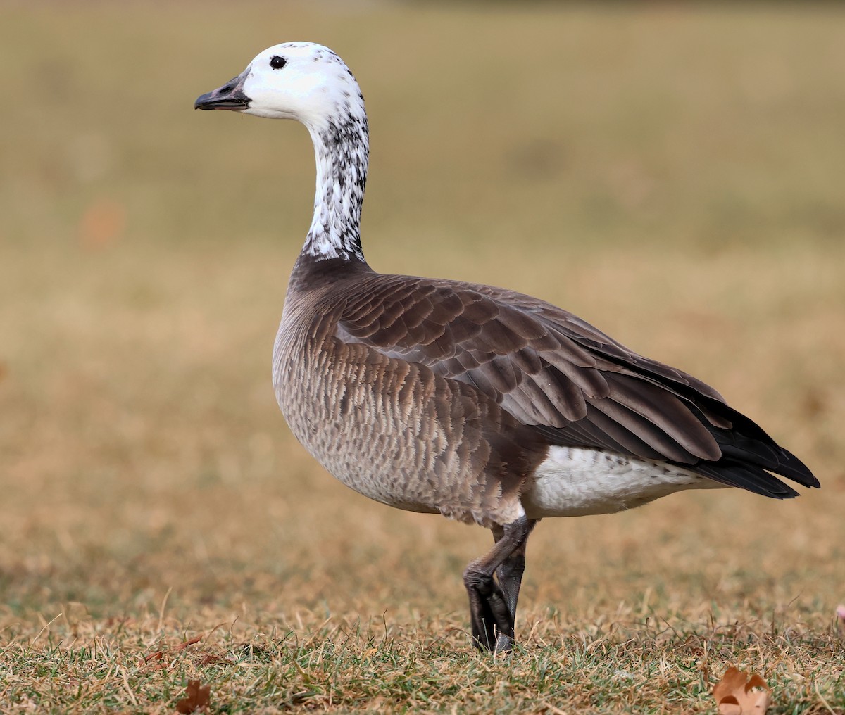 Snow/Ross's x Cackling/Canada Goose (hybrid) - ML646754343