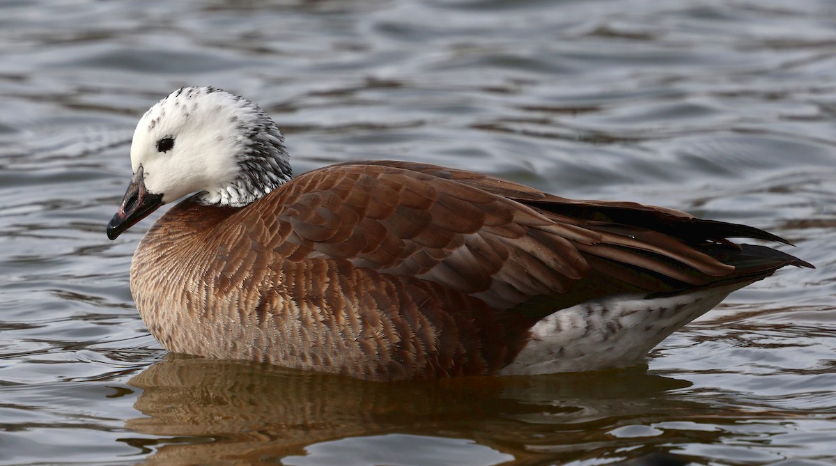 Snow/Ross's x Cackling/Canada Goose (hybrid) - ML646754344